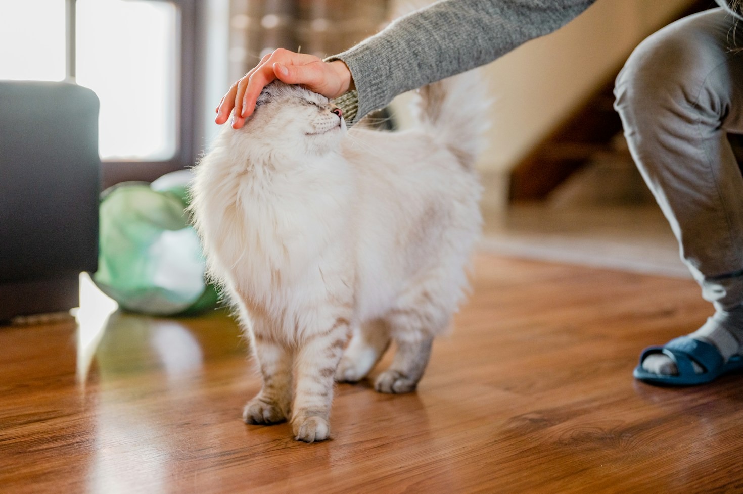 How to Keep Your Indoor Kitty Active and Happy All Winter