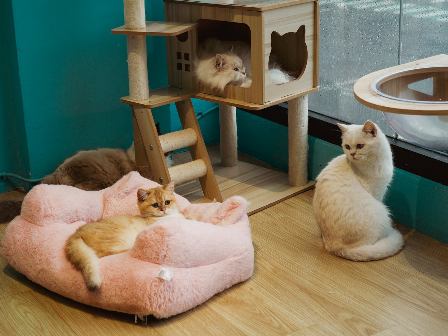 Decoding Feline Body Language: What That Tail Flick Really Means