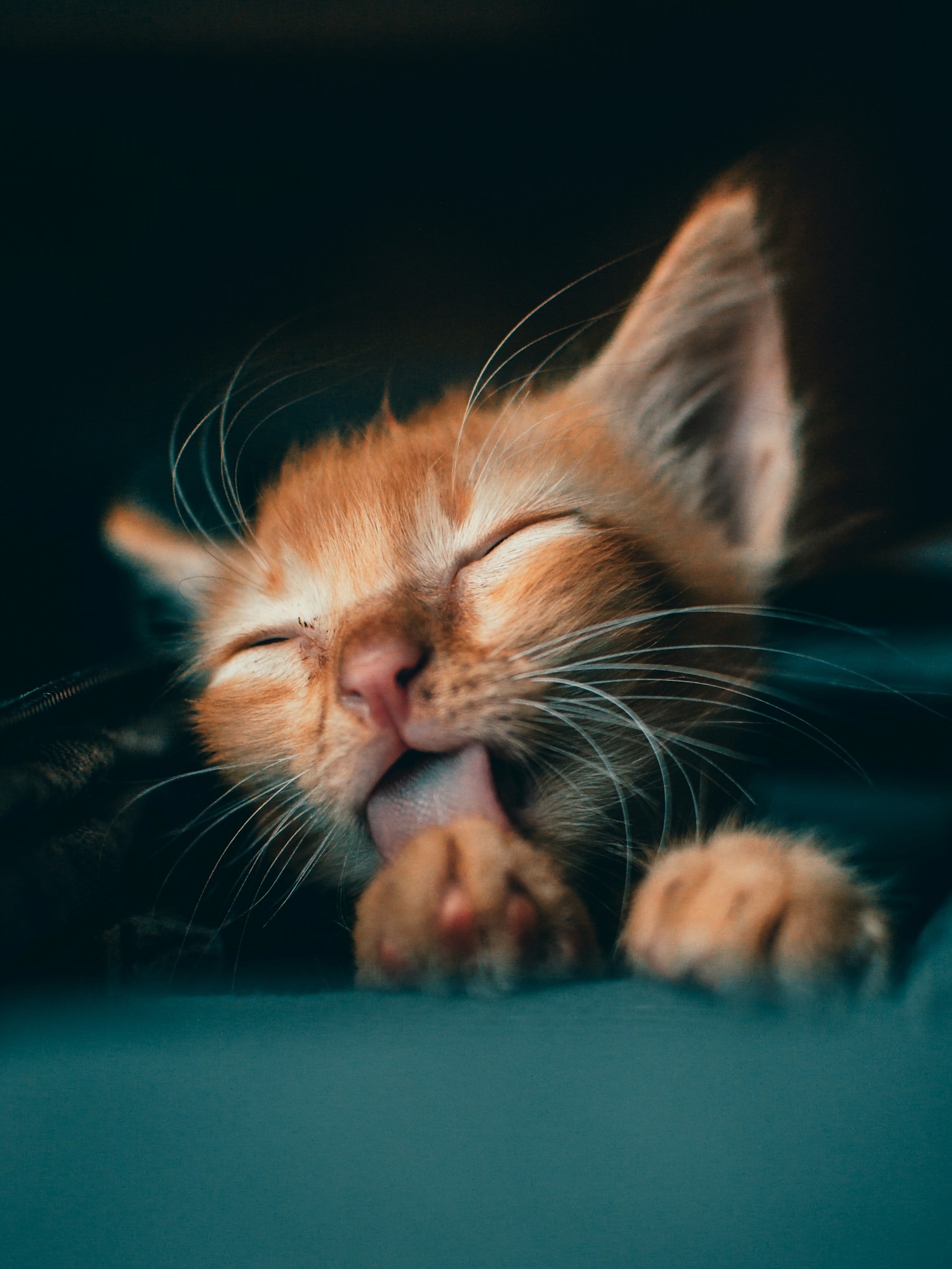 The Secret Life of Whiskers and How They Navigate