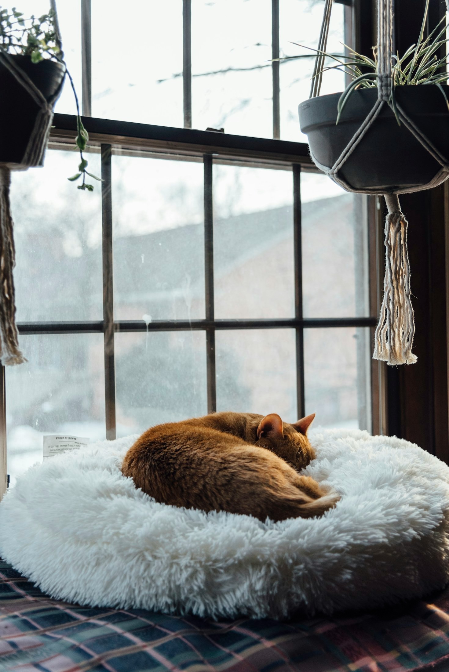 Creating a Cosy and Cat-Friendly Apartment Space with Style